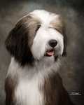 "Gibson", CH High Jack Whatcha Waitin' For, HIC, will be bred late this year/first of 2013. 
Inquiries invited.