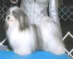 "Poppet", CH Payasa For Your Eyes Only, will be bred this Spring/Summer.  Inquiries invited.