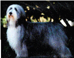 "Caitlin"CH Chelsic Look Of Love, HC