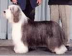 "Andrew"
AM/CAN/INT CH Diotima Bear Necessity,
CD,CGC,HC, ROMX, ROMI, VA
Co-owned with:  Pat McDonald and Karen Kaye
