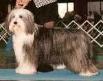 "Colanne"
AM/CAN CH Britannia Love, Me Do,
HC, ROMX, ROMI
Co-owned with:  Pat McDonald