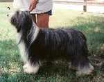 "Madison"
CH Bendale All My Loving, HIC
Co-owned with:  Pat McDonald