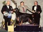 "Kirby"
AM/CAN CH Bit O' Gold Titan Treasure
Multiple National Specialty Winner
#1 Sporting Dog 1996, 1997, 1998
Top Winning BIS Gordon Setter of All Time
Westminster Kennel Club Sporting Group Winner
1997, 1998, 1999
Pedigree  Award Winner 1996, 1997, 1998
Co-owned with Judy Browne and Breeder Peggy Novack
Was Always Professionally Handled by:  Ken and Virginia Murray