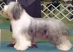 "Winston"
CH Diotima Dream Come True, HIC
(Potterdale Preclusion X ENG CH Diotima With Grace)
January 31, 1996 ~ September 19, 2009